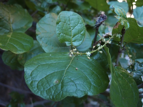 Coccoloba goldmanii (Coccoloba goldmanii)
