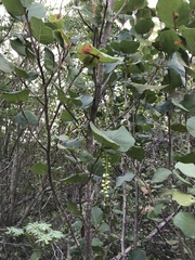 Coccoloba goldmanii (Coccoloba goldmanii)