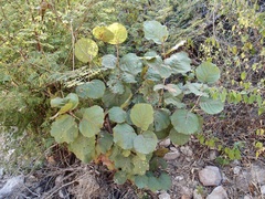Coccoloba goldmanii (Coccoloba goldmanii)