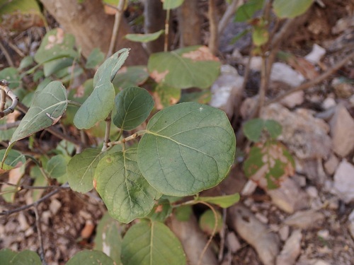 Coccoloba goldmanii (Coccoloba goldmanii)