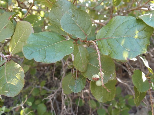 Coccoloba goldmanii (Coccoloba goldmanii)
