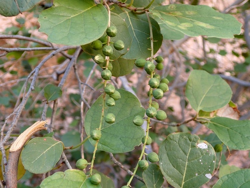 Coccoloba goldmanii (Coccoloba goldmanii)