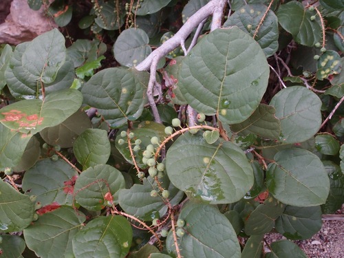 Coccoloba goldmanii (Coccoloba goldmanii)