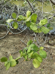 Coccoloba goldmanii (Coccoloba goldmanii)