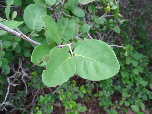 Coccoloba humboldtii (Coccoloba humboldtii)