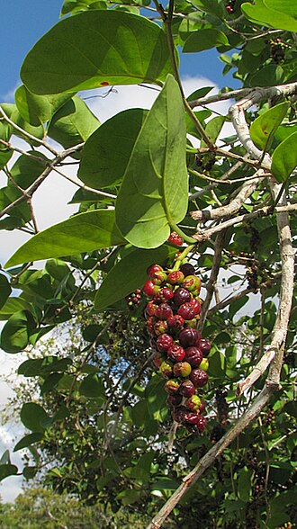Coccoloba laevis: Coccoloba laevis Casar.