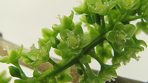 Coccoloba laevis: Coccoloba laevis Casar.