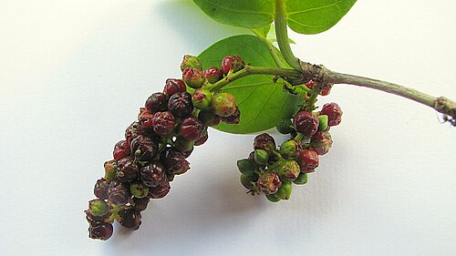 Coccoloba laevis: Coccoloba laevis Casar.