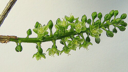 Coccoloba laevis: Coccoloba laevis Casar.
