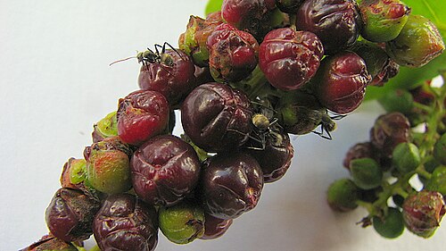Coccoloba laevis: Coccoloba laevis Casar.