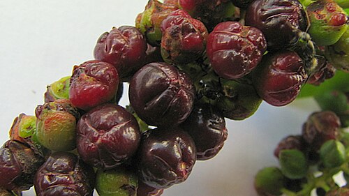 Coccoloba laevis: Coccoloba laevis Casar.