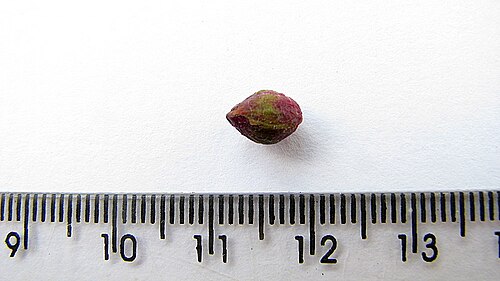 Coccoloba laevis: Coccoloba laevis Casar.