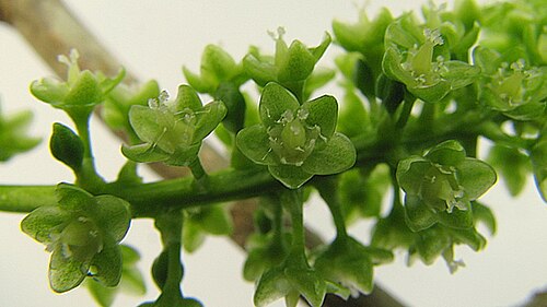 Coccoloba laevis: Coccoloba laevis Casar.