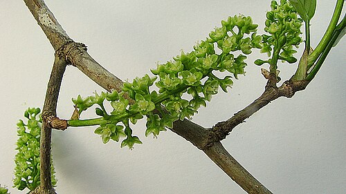 Coccoloba laevis: Coccoloba laevis Casar.