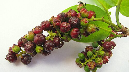 Coccoloba laevis: Coccoloba laevis Casar.