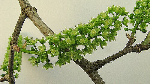 Coccoloba laevis: Coccoloba laevis Casar.