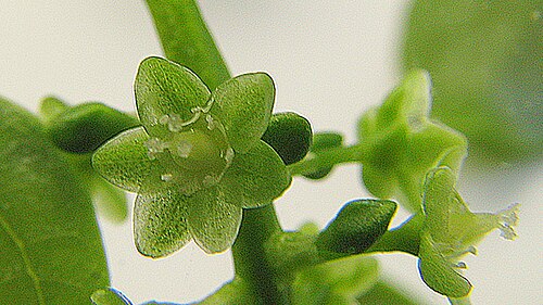 Coccoloba laevis: Coccoloba laevis Casar.