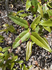 Puckhout (Coccoloba microstachya)