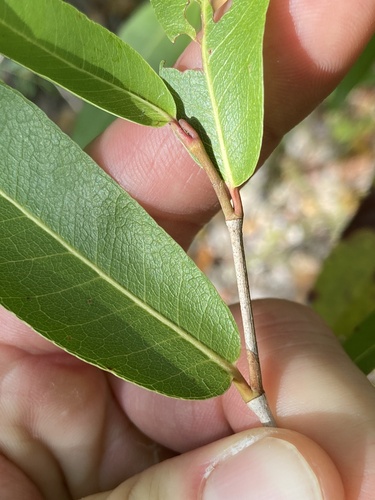 Puckhout (Coccoloba microstachya)