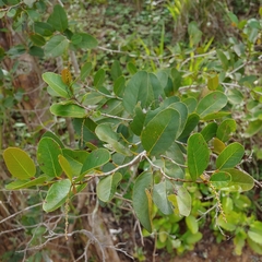 Puckhout (Coccoloba microstachya)