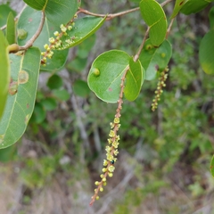 Puckhout (Coccoloba microstachya)