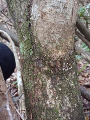 Puckhout (Coccoloba microstachya)