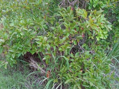 Puckhout (Coccoloba microstachya)
