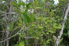 Puckhout (Coccoloba microstachya)
