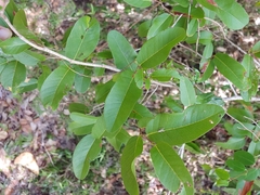 Puckhout (Coccoloba microstachya)