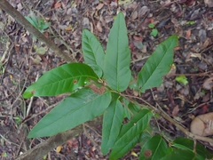Puckhout (Coccoloba microstachya)