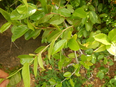 Puckhout (Coccoloba microstachya)
