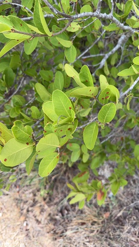 Puckhout (Coccoloba microstachya)