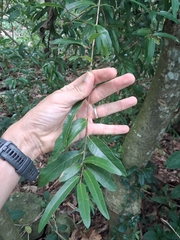 Puckhout (Coccoloba microstachya)