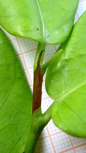 Coccoloba ochreolata: Coccoloba ochreolata Wedd.