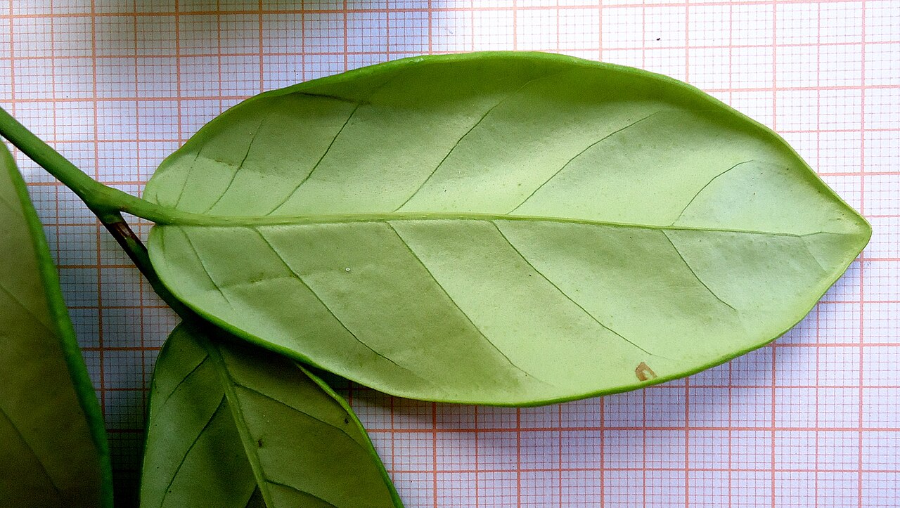 Coccoloba ochreolata: Coccoloba ochreolata Wedd.