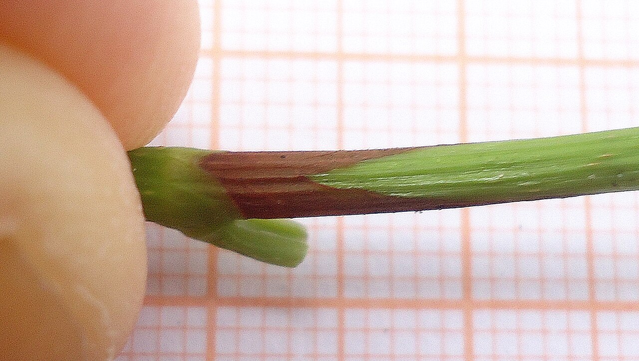 Coccoloba ochreolata: Coccoloba ochreolata Wedd.