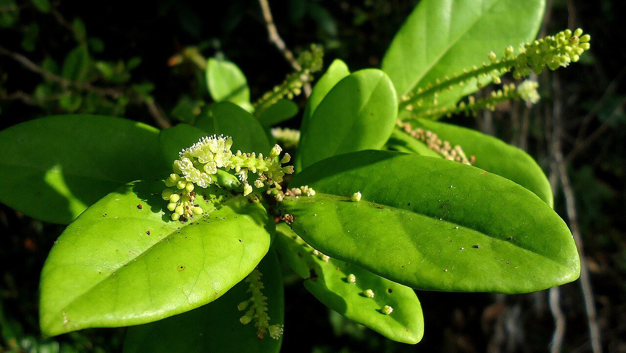 Coccoloba ochreolata: Coccoloba ochreolata Wedd.