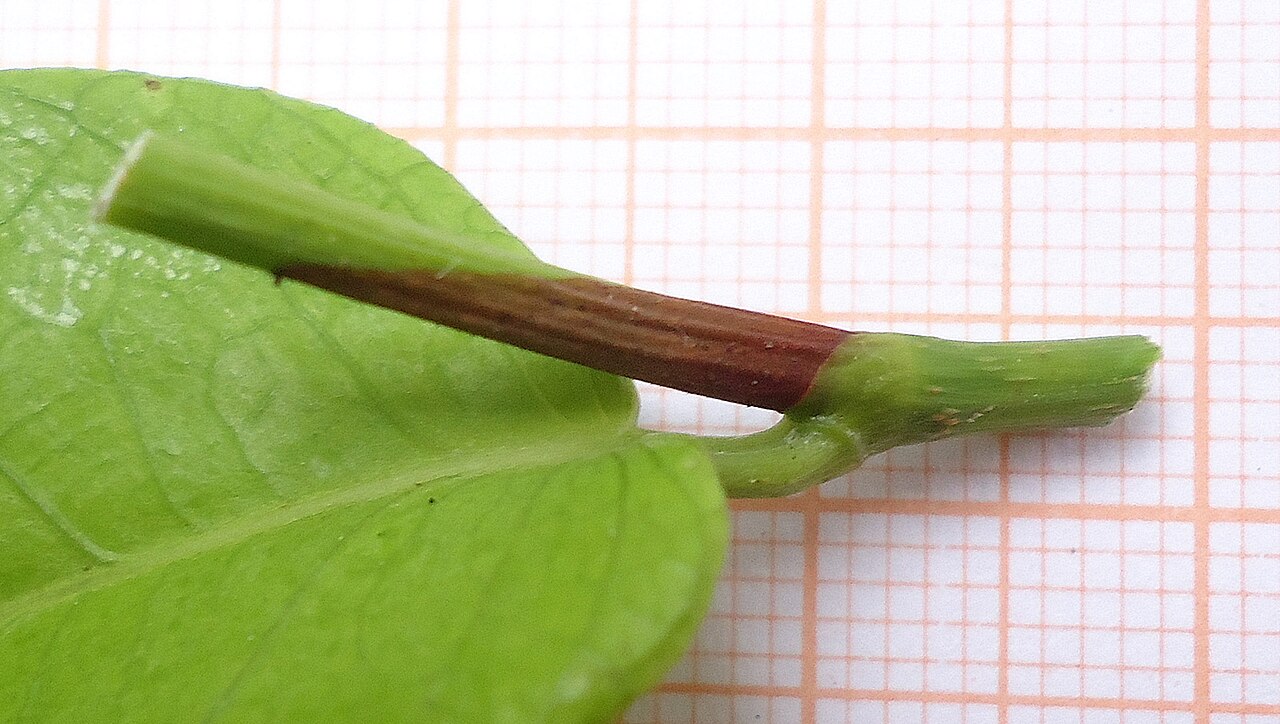 Coccoloba ochreolata: Coccoloba ochreolata Wedd.