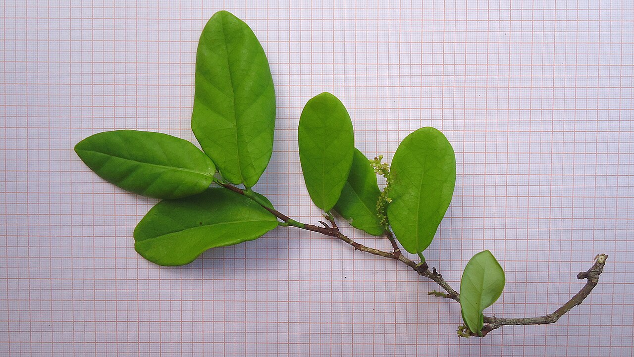Coccoloba ochreolata: Coccoloba ochreolata Wedd.