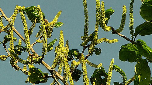 Coccoloba rosea: Coccoloba rosea Meisn.