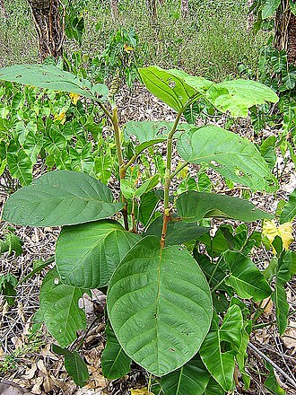 Coccoloba rosea: Juvenile form of leaves, up to 10 times larger then leaves on mature trees.