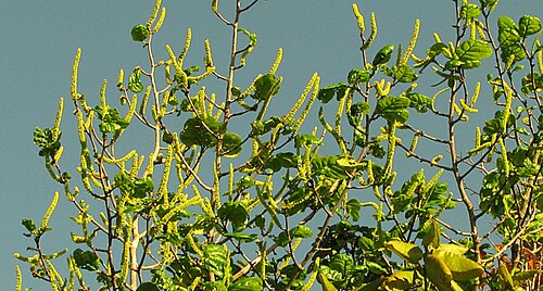 Coccoloba rosea: Coccoloba rosea Meisn.