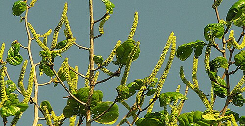 Coccoloba rosea: Coccoloba rosea Meisn.