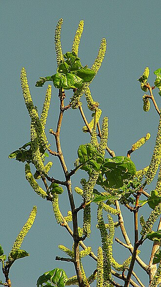 Coccoloba rosea: Coccoloba rosea Meisn.