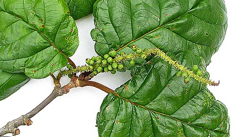 Coccoloba rosea: Coccoloba rosea Meisn.
