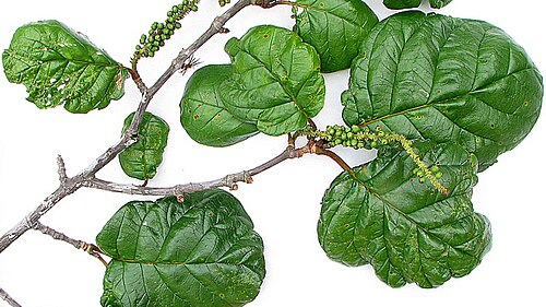 Coccoloba rosea: Coccoloba rosea Meisn.