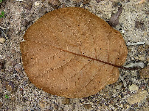 Coccoloba rosea: Dry juvenile leaf.