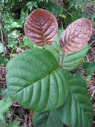 Coccoloba rosea: Juvenile form of leaves, up to 10 times larger then leaves on mature trees.