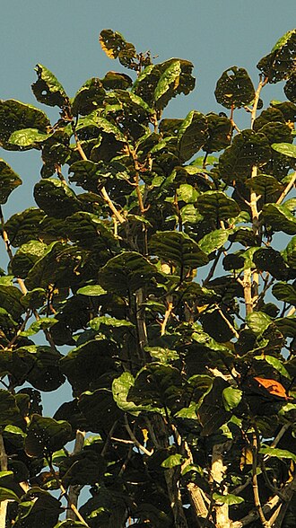 Coccoloba rosea: Coccoloba rosea Meisn.