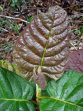 Coccoloba rosea: Juvenile form of leaves, up to 10 times larger then leaves on mature trees.